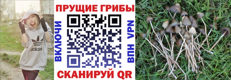 kraken ССЫЛКА  Суоярви  Галлюциногенные грибы прущие грибы 